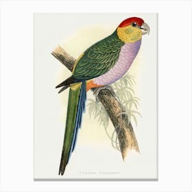 Parrot 28 Canvas Print