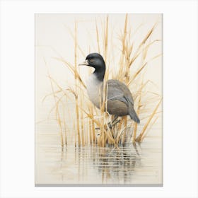 Vintage Bird Drawing Coot 4 Canvas Print