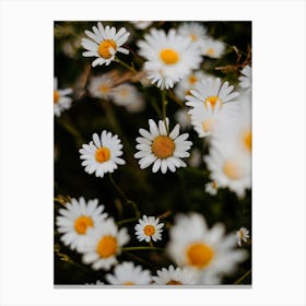 Daisy Field | Colorful Travel Photography Canvas Print