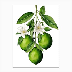 Lime Tree With Leaves And Flowers Canvas Print