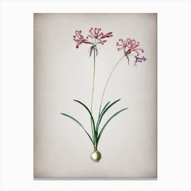 Vintage Nerine Botanical on Parchment n.0325 Canvas Print