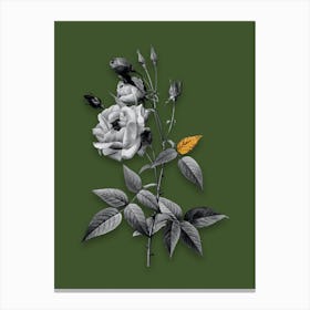 Vintage Common Rose of India Black and White Gold Leaf Floral Art on Olive Green n.0473 Canvas Print