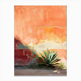 Cactus In Front Of Wall Canvas Print