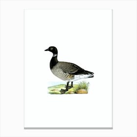 Vintage Brant Goose Bird Illustration on Pure White Canvas Print