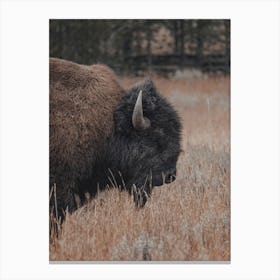 Woodland Bison Canvas Print