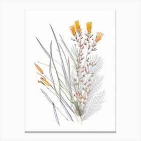 Ephedra Spices And Herbs Pencil Illustration 1 Canvas Print