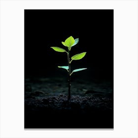 Young Tree In The Dark 2 Canvas Print