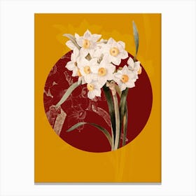 Vintage Botanical Bunch flowered Daffodil on Circle Red on Yellow n.0224 Canvas Print
