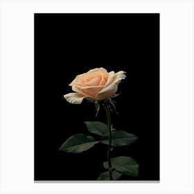 Peach Rose On Black Background 6 Canvas Print