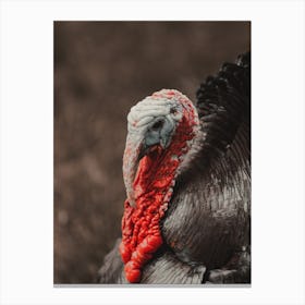 Turkey Gobbler Canvas Print