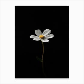 Single White Flower On A Black Background Canvas Print