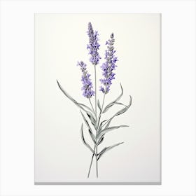 Lavender Flower Vintage Botanical 0 Canvas Print