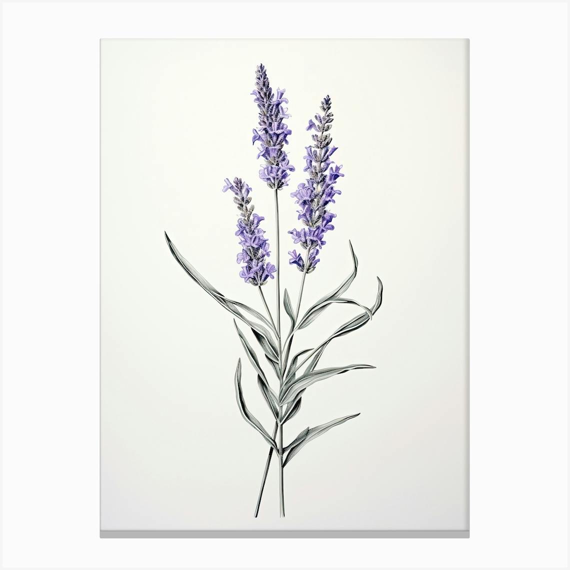 Lavender Flower Vintage Botanical Canvas Print by Whimsical Meadows Fy