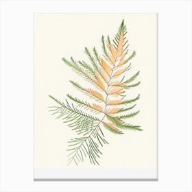 Cypress Leaf Illustration Canvas Print