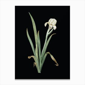 Vintage Crimean Iris Botanical Illustration on Solid Black n.0827 Canvas Print