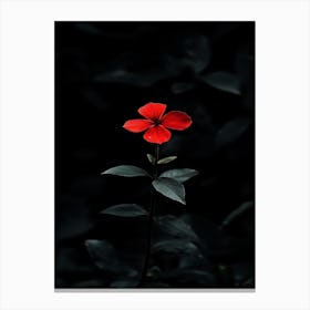 Single Red Flower 6 Canvas Print