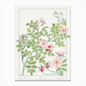 Rosehip From The Plant And Its Ornamental Applications (1896) , Maurice Pillard Verneuil Canvas Print