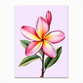 Pink Frangipani Flower Canvas Print