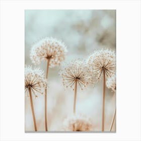 Dandelion 11 Canvas Print