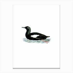 Vintage Black Guillemot Bird Illustration on Pure White n.0119 Canvas Print