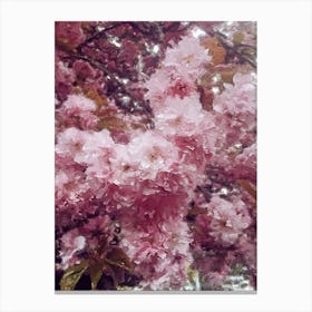 Sakura Oil Painting Flowers Canvas Print