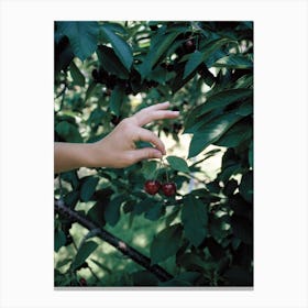 Cherry Picking Vintage Canvas Print