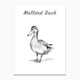 B&W Mallard Duck Poster Canvas Print