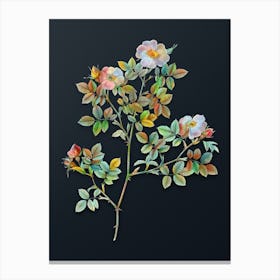 Vintage Rose Corymb Botanical Watercolor Illustration on Dark Teal Blue n.0296 Canvas Print