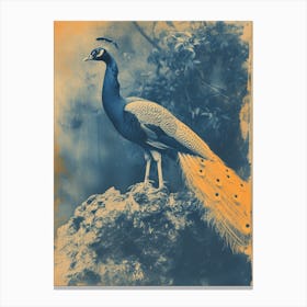 Orange & Blue Peacock On A Rock 3 Canvas Print