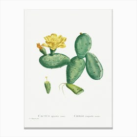Cactus Opuntia Nana, Pierre Joseph Redoute Canvas Print