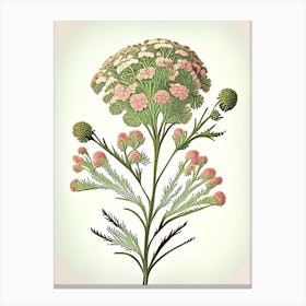 Yarrow Wildflower Vintage Botanical 1 Canvas Print