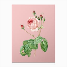 Vintage Cabbage Rose Botanical on Soft Pink n.0460 Canvas Print