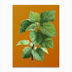Vintage White Mulberry Plant Botanical on Sunset Orange n.0437 Canvas Print