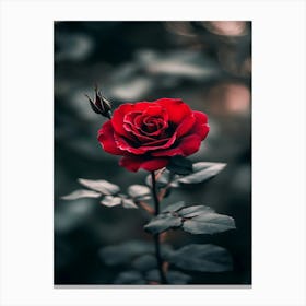 Red Rose Wallpaper Canvas Print