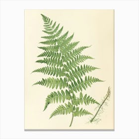 Vintage Illustration Lady Fern 1 Canvas Print