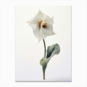 Pressed Wildflower Botanical Art Wild Ginger 2 Canvas Print