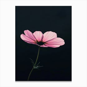 Pink Cosmos Flower 7 Canvas Print