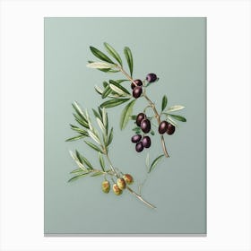 Vintage Olive Botanical Art on Mint Green n.0426 Canvas Print