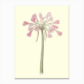 Pink Daffodils Canvas Print