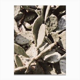 Cactus Cluster Canvas Print