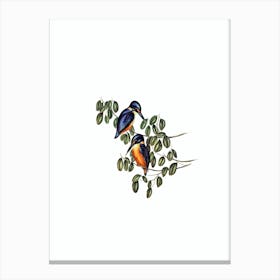 Vintage Azure Kingfisher Bird Illustration on Pure White n.0035 Canvas Print