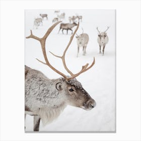 Reindeer With Antlers Canvas Print