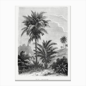 Vintage Palm Tree Art Print _2643188 Canvas Print