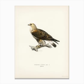 Rough Legged Hawk, The Von Wright Brothers Canvas Print