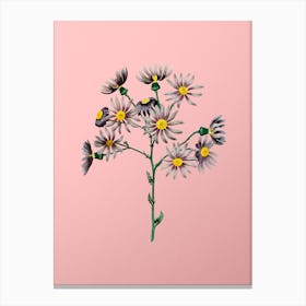 Vintage Lilac Senecio Flower Botanical on Soft Pink n.0770 Canvas Print