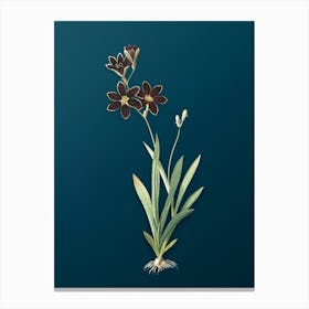 Vintage Ixia Grandiflora Botanical Art on Teal Blue n.0903 Canvas Print