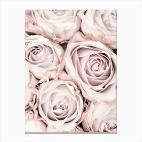 Pink Roses_2066826 Canvas Print