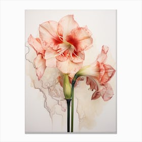 Pressed Flower Botanical Art Amaryllis 1 Canvas Print