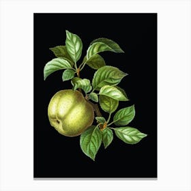 Vintage Apple Botanical Illustration on Solid Black n.0782 Canvas Print