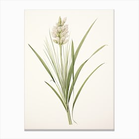 Lemon Grass Vintage Botanical Herbs 2 Canvas Print